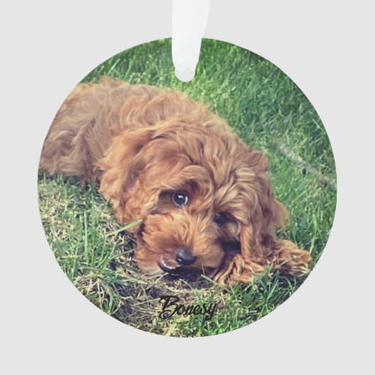 Doodle doré mignon (devant)