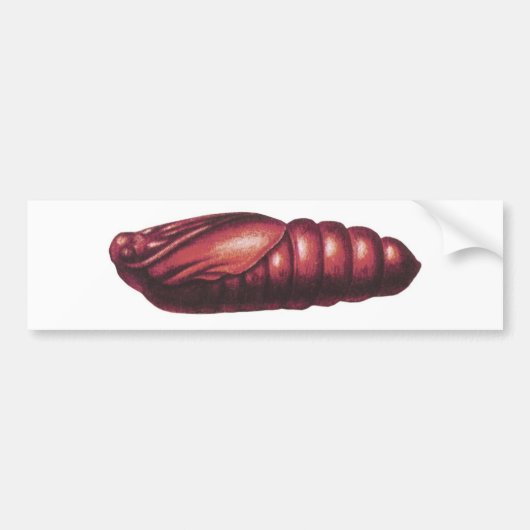 Doodse Hawk Moth Bumpersticker (Voorkant)