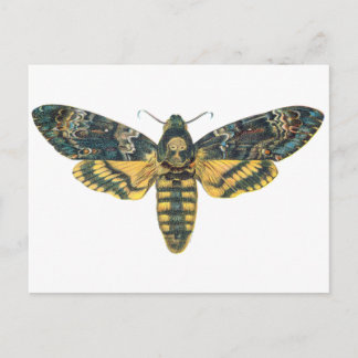 Doodse Hawk Moth, Large Moth, Moth Print Briefkaart