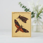 Doodse hoofdmoth briefkaart (Staand voorkant)