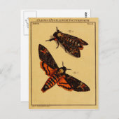 Doodse hoofdmoth briefkaart (Voorkant / Achterkant)