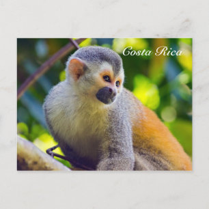 Doodshoofdaapjes in Manuel Antonio NP - Costa Rica Briefkaart