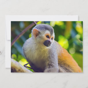 Doodshoofdaapjes in Manuel Antonio NP - Costa Rica Kaart