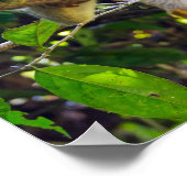 Doodshoofdaapjes in Manuel Antonio NP - Costa Rica Poster (Hoek)