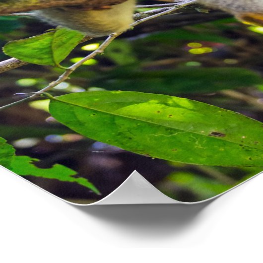 Doodshoofdaapjes in Manuel Antonio NP - Costa Rica Poster (Hoek)