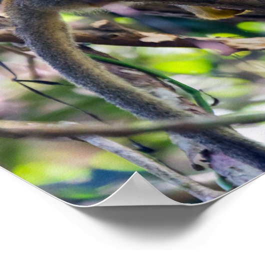 Doodshoofdaapjes in Manuel Antonio NP - Costa Rica Poster (Hoek)