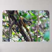 Doodshoofdaapjes in Manuel Antonio NP - Costa Rica Poster (Voorkant)