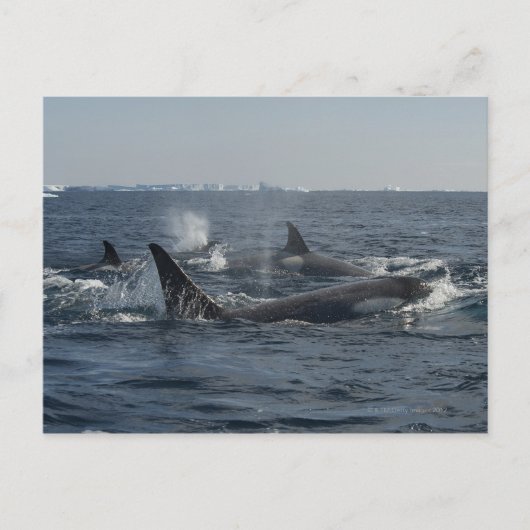 doodwalvis briefkaart (Voorkant)