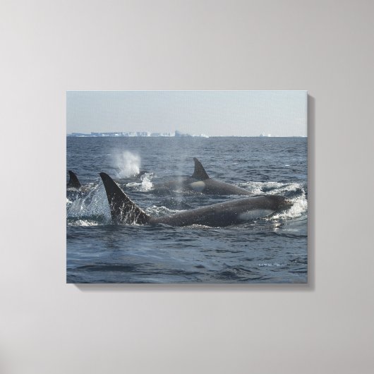 doodwalvis canvas afdruk (Voorkant)