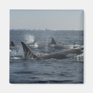 doodwalvis magneet