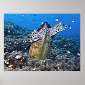 Doofy Turtle Poster (Voorkant)