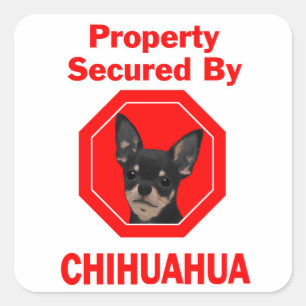 Door Chihuahua beveiligde eigendommen Vierkante Sticker