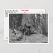 Door de grote boom wawona briefkaart (Voorkant / Achterkant)