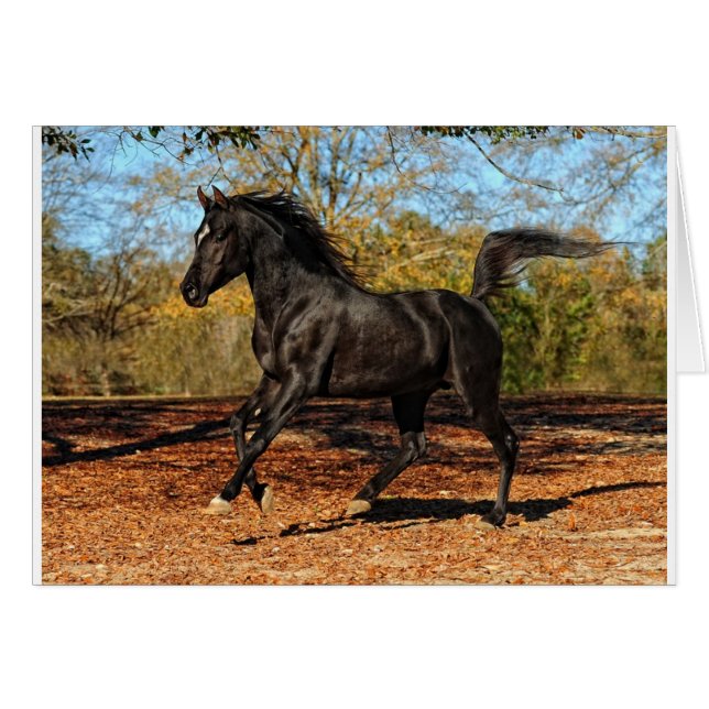 Door de herfstbladeren (Voorkant Horizontaal)