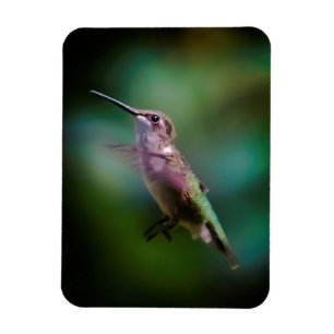 Door de huid geworpen Hummingbird - Originele Foto Magneet