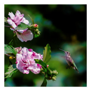 Door de huid geworpen Hummingbird - Originele Foto Perfect Poster