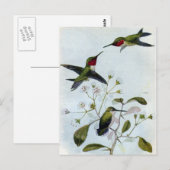 Door de lucht gedreven Hummingvogels Briefkaart (Voorkant / Achterkant)