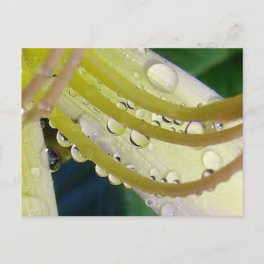 Door het kijkglas briefkaart (Voorkant)