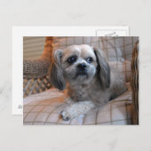 Doordachte Shih Tzu Briefkaart (Voorkant / Achterkant)
