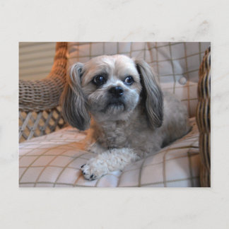 Doordachte Shih Tzu Briefkaart