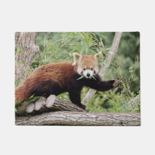 Doormat Foto rode panda, dieren 0234. Deurmat