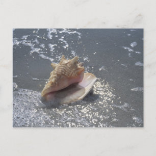 Doorzoeken op strand Sanibel Island, Florida Briefkaart
