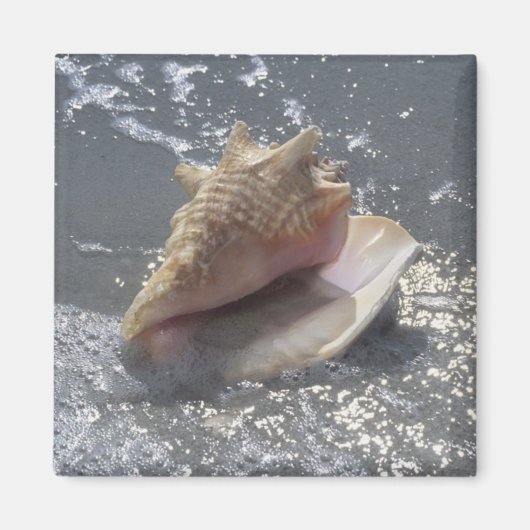Doorzoeken op strand | Sanibel Island, Florida Magneet (Voorkant)