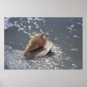Doorzoeken op strand   Sanibel Island, Florida Poster