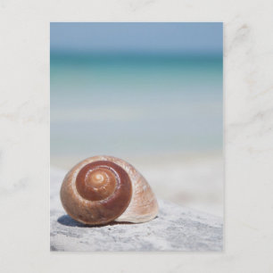 Doorzoeken op strand Sint-Petersburg, Fl Briefkaart