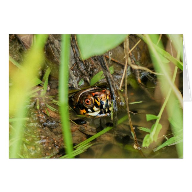 Doos met schildpad (Voorkant Horizontaal)