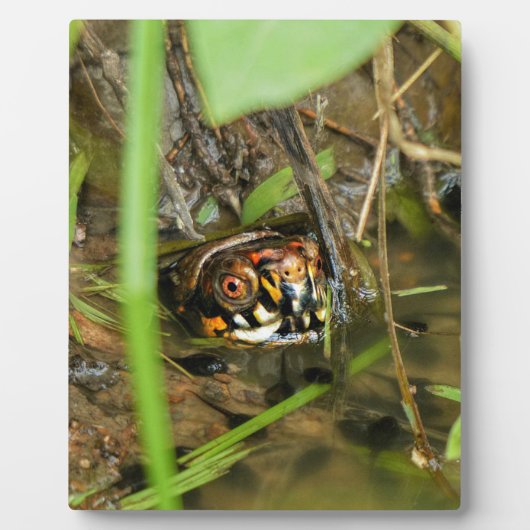 Doos met schildpad fotoplaat (Voorkant)