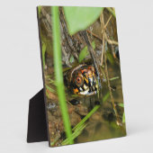 Doos met schildpad fotoplaat (Zijkant)
