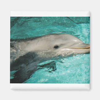 Dophin Blue Zee Oceaan Magneet