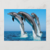 Dophins springen briefkaart (Voorkant)