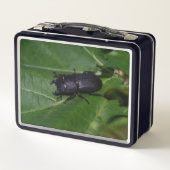 Dorcus parallelipedus, de kleine kever (Achterkant)