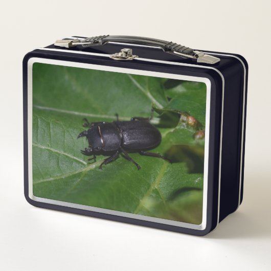 Dorcus parallelipedus, de kleine kever (Voorkant)