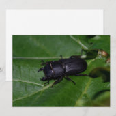 Dorcus parallelipedus, de kleine kever (Voorkant / Achterkant)