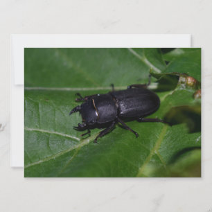 Dorcus parallelipedus, de kleine kever