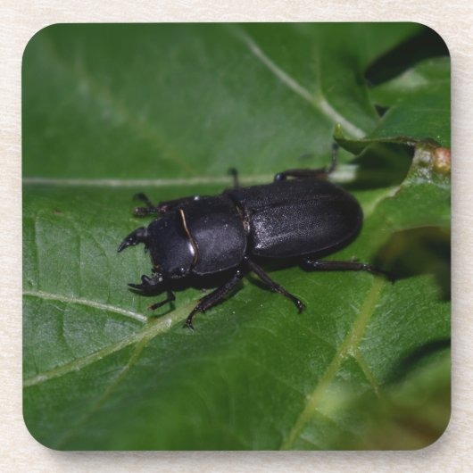 Dorcus parallelipedus, de kleine kever bier onderzetter (Voorkant)