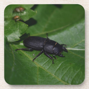 Dorcus parallelipedus, de kleine kever bier onderzetter