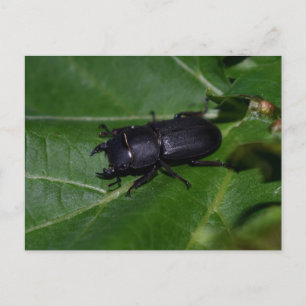 Dorcus parallelipedus, de kleine kever briefkaart