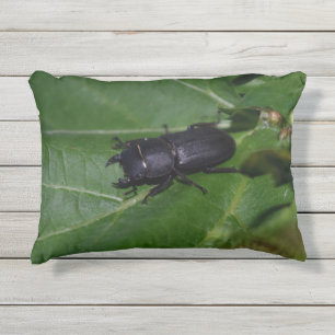 Dorcus parallelipedus, de kleine kever buitenkussen