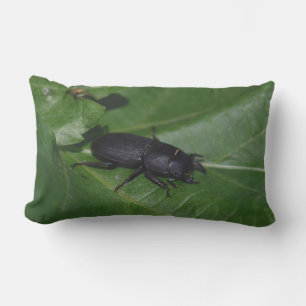 Dorcus parallelipedus, de kleine kever buitenkussen