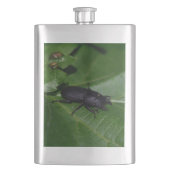 Dorcus parallelipedus, de kleine kever flacon (Voorkant)