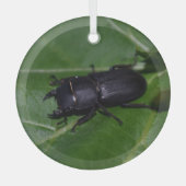 Dorcus parallelipedus, de kleine kever glas ornament (Voorkant)