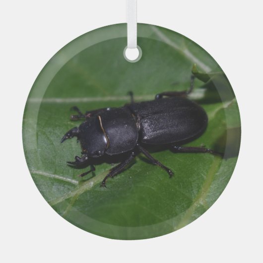 Dorcus parallelipedus, de kleine kever glas ornament (Voorkant)