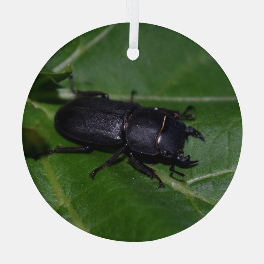 Dorcus parallelipedus, de kleine kever glas ornament (Achterkant)
