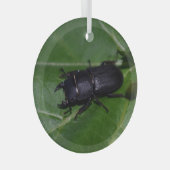 Dorcus parallelipedus, de kleine kever glas ornament (Voorkant Rechts)