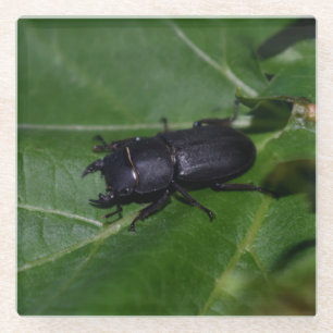 Dorcus parallelipedus, de kleine kever glazen onderzetter