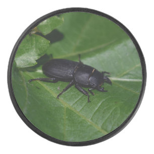 Dorcus parallelipedus, de kleine kever hockey puck